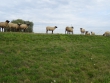 Shaun das Schaf und Kollegen